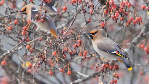 Bohemian Waxwing Wallpapers Screen 2