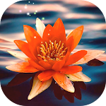 Cover Image of Download Beautiful Flowers and Roses Images Wallpaper 4K‏ 1.0 APK
