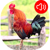 Rooster Ringtones icon