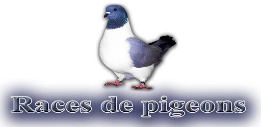 Races De Pigeon Apps On Google Play