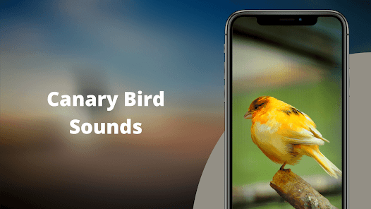 Screenshot 2 Canary Bird Sounds android
