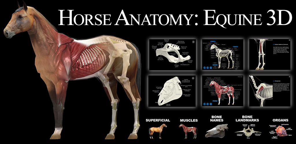 Captura de Pantalla 2 Horse Anatomy: Equine 3D android