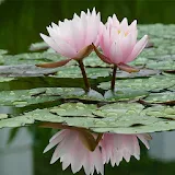 Real Water Lily Live Wallpaper icon