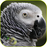 Parrots Video Live Wallpaper icon