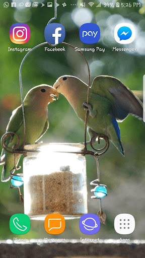 Love Birds Beautiful HDWallpap