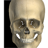 Visual Bones icon