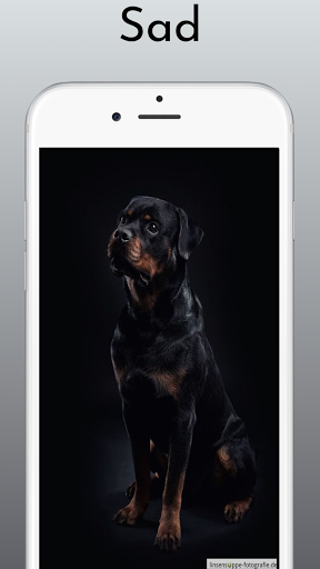 Rottweiler Dog Wallpaper HD 4k