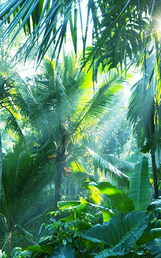 ジャングルライブ壁紙 By Pro Live Wallpapers Google Play Japan Searchman App Data Information