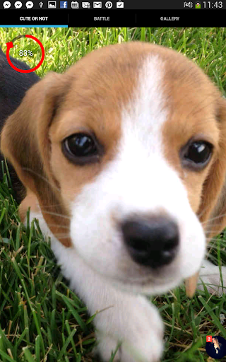 Kitten or Puppy - Cute Pets