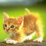 Kitten Meow Meow Ringtones icon