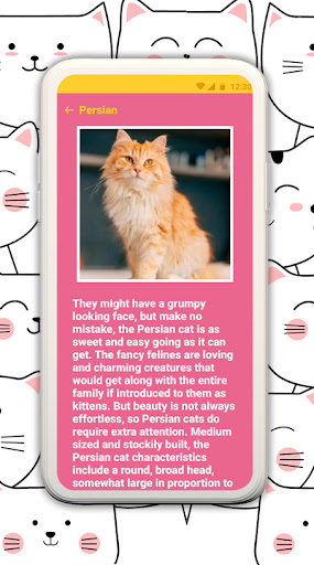 Popular cat breeds Screen 3