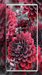 screenshot of Flower Wallpapers