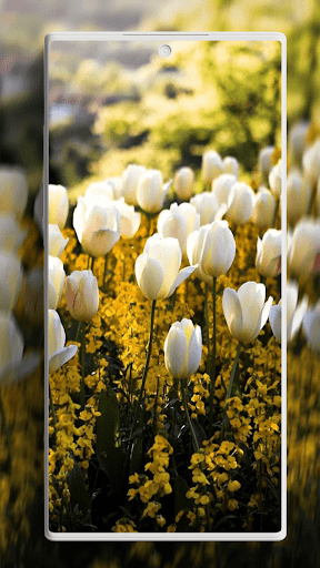 Screenshot of Flower Wallpapers