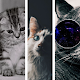 Cute cats wallpaper HD  Download on Windows