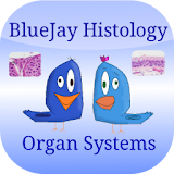 Organ Flashcards: Histology icon
