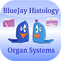 Organ Flashcards: Histology