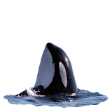 Killer Whale Spyhop Sticker icon