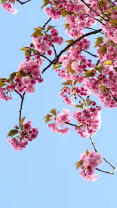 봄 꽃 자연 바탕 화면