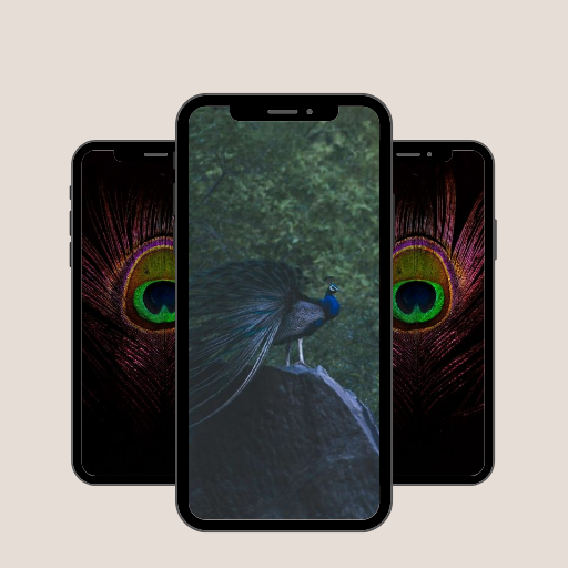 Burung merak wallpaper 4K