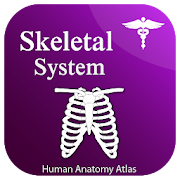 Skeletal System - Skeleton Anatomy 2021