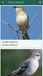 Captura 11 Cenzontle Canto android