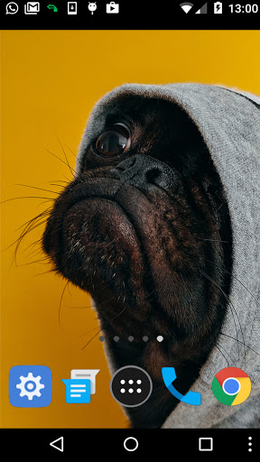black pug wallpaper Screen 2
