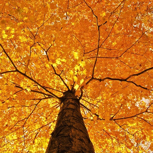 Autumn Wallpapers logo