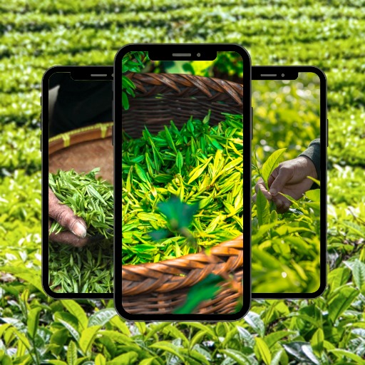 Kebun Teh Wallpaper Scarica su Windows