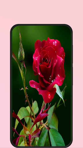Android application rose pic screenshort