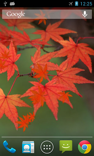 Maple Leaf Live Wallpaper Screen 2