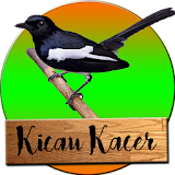Kicau Kacer Masteran icon