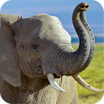 Cover Image of Download Elephant HD Wallpaper 1.13 APK
