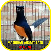 Masteran Murai Batu Roll Speed Offline