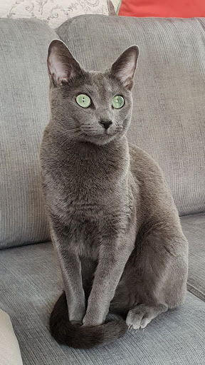 Chartreux Wallpapers Screen 2