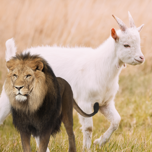 Goat and lion