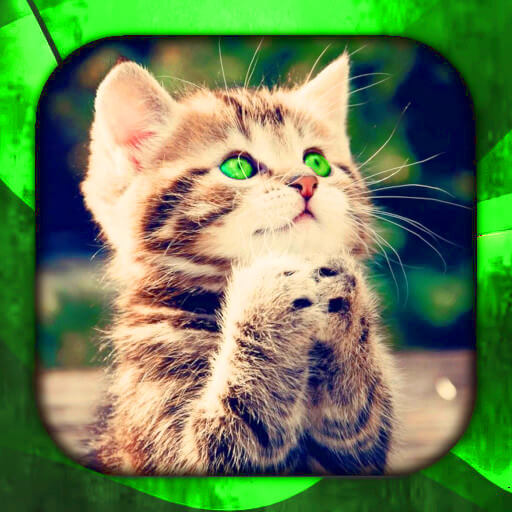 Kittens Live Wallpaper logo