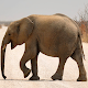 Elephant Images विंडोज़ पर डाउनलोड करें