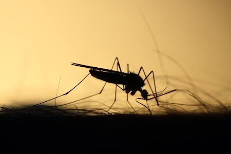 Mosquito Sound Prank Unknown