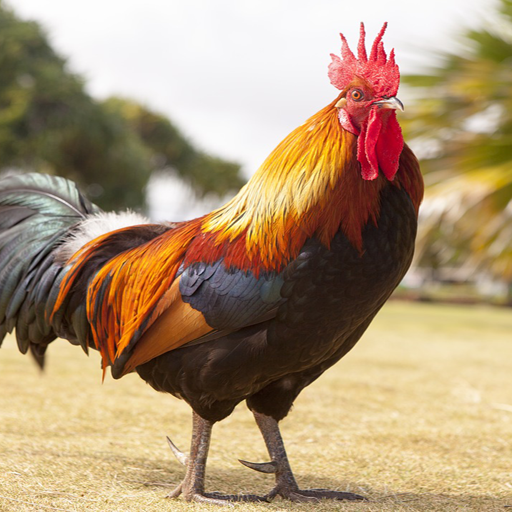 Rooster Photo wall