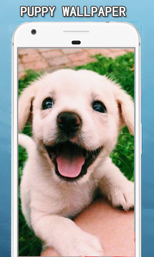 Android application Cute Puppy Dog Wallpapers Hd screenshort