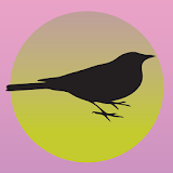 Blackbird Studio icon