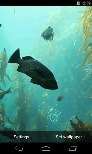 Android application Aquarium HD Live Wallpaper screenshort