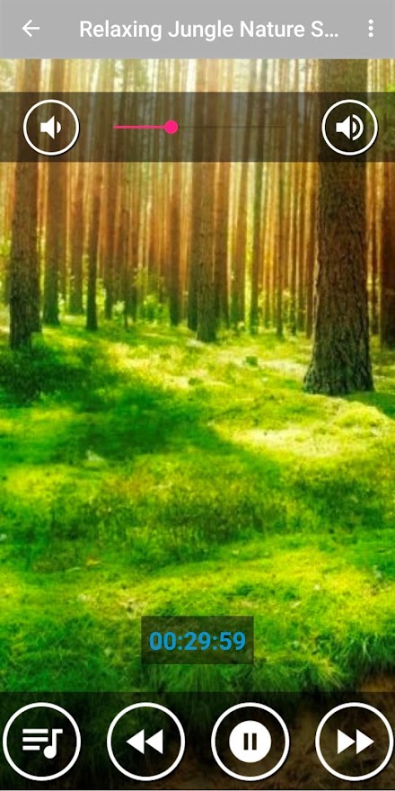 Forest Sounds at Night-Natural Screen 1