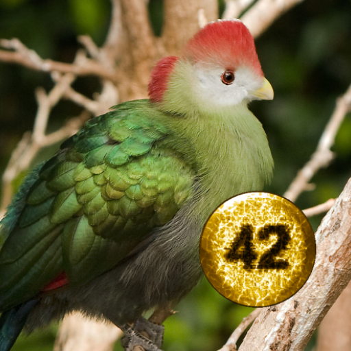 J42 Media Player - Bird Sounds logo