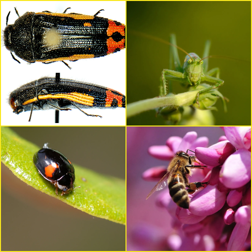Bee, Grasshopper, Insect Wallpapers