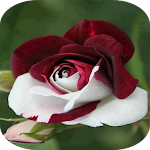 Cover Image of 下载 Beautiful flowers and roses pi  APK