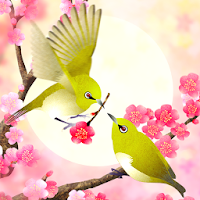 Plum-Blossom and White-Eye Tri