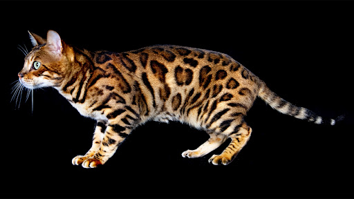 Exotic Cat Wallpapers Screenshot
