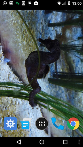 seahorse wallpaper Screen 2