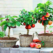 various tabulampot plants